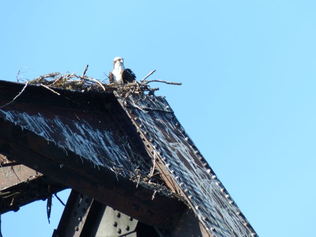 An osprey in her nest on a railroad bridge near Sandpoint, Idaho