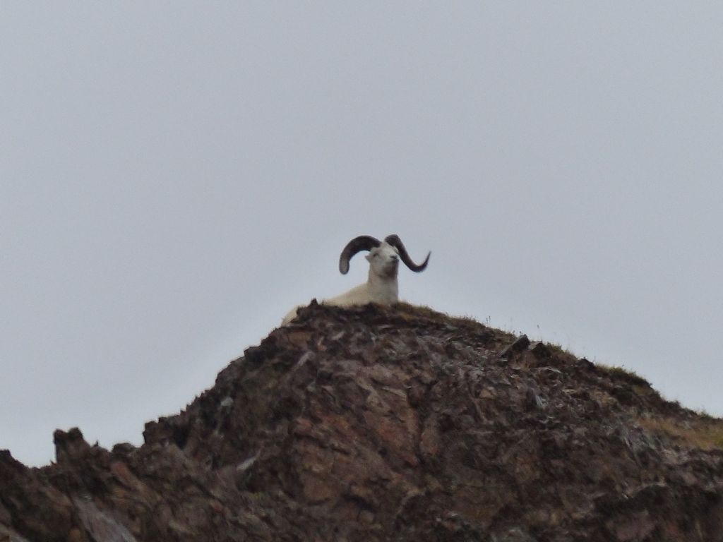 A Dall sheep looks out into the rain from his perch atop a cliff.
