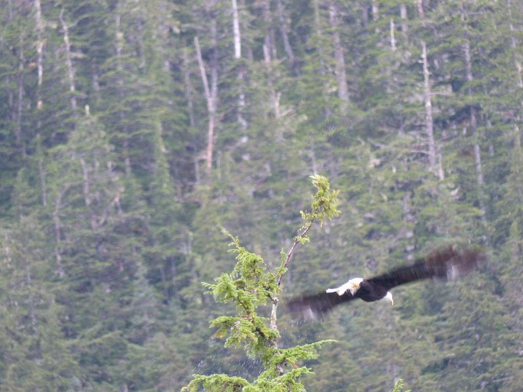 A bald eagle leaves its perch