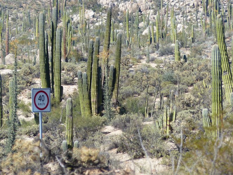 Yes, there is a road amongst the saguaros. 