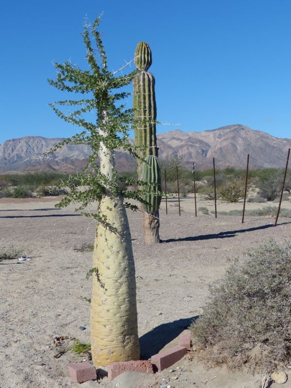 This is a Boojum tree, and looks like something out of Dr Seuss. Apparently it's only found in Baja.