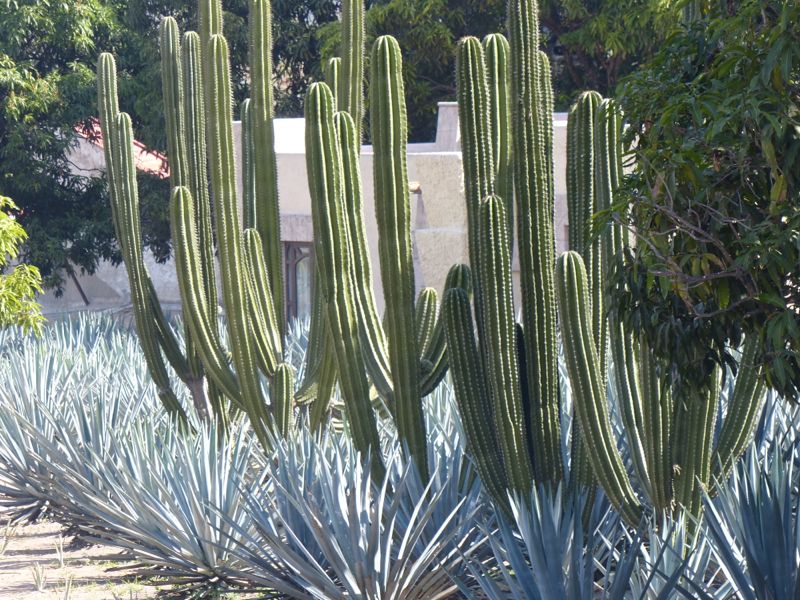 The blue plants that look like Yucca are blue agave.