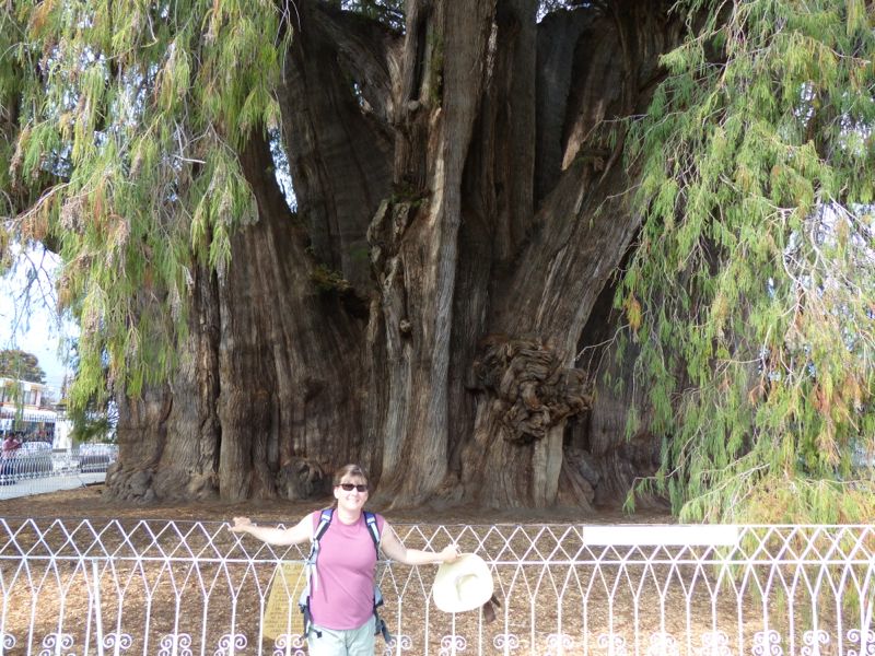 The locals say this 2000 year old tree is the biggest tree in the world.