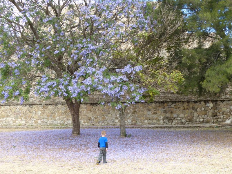 A Jacaranda tree in bloom at Monte Alban
