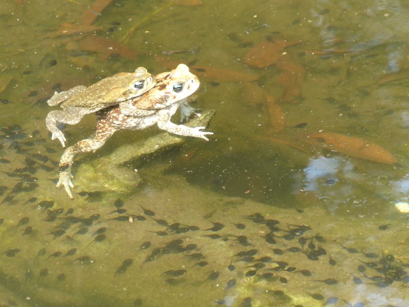During our last morning at the Maya Bell in Palenque we got to check out some frogs in action. Check out all the tadpoles. Don't they think they have enough?