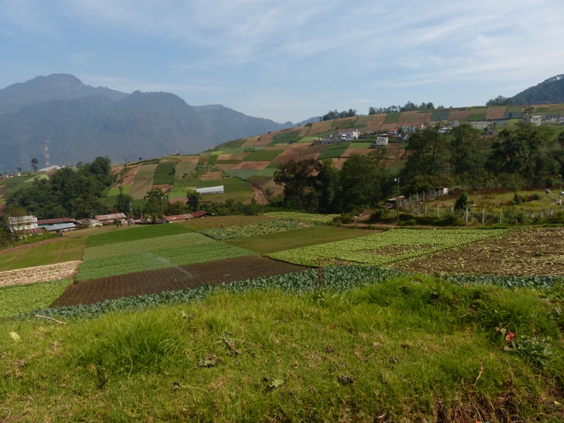 The steep hillsides around Xela are home to numerous vegetable farms.