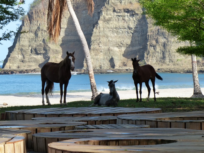 Nicaraguan beach horses