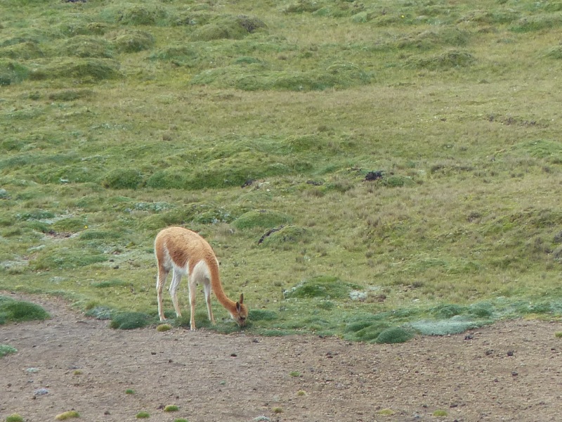 Wev'e been trying to figure out the difference between llamas, vicuñas, and alpacas. So far we've decided that vicuñas are smaller and less scruffy looking than their cousins.  Their long slender neck is an easy way to identify them.