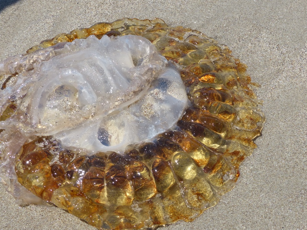 This large (about a foot in diameter) jellyfish washed onto the beach.