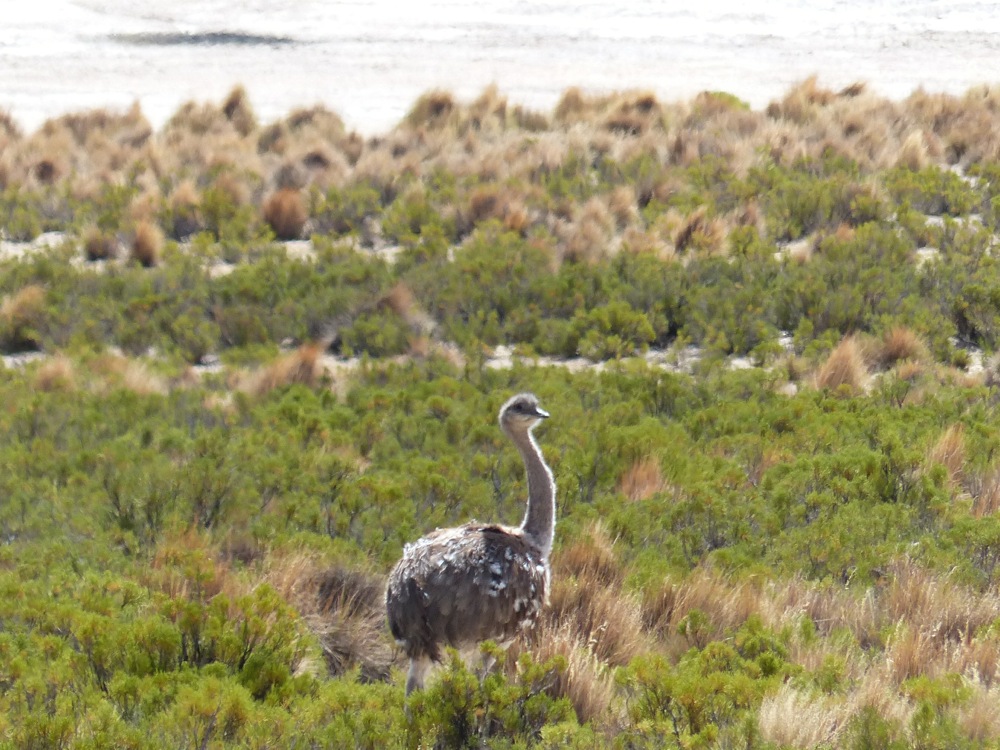We saw a few Rheas, which looked like a smaller version of an ostrich.