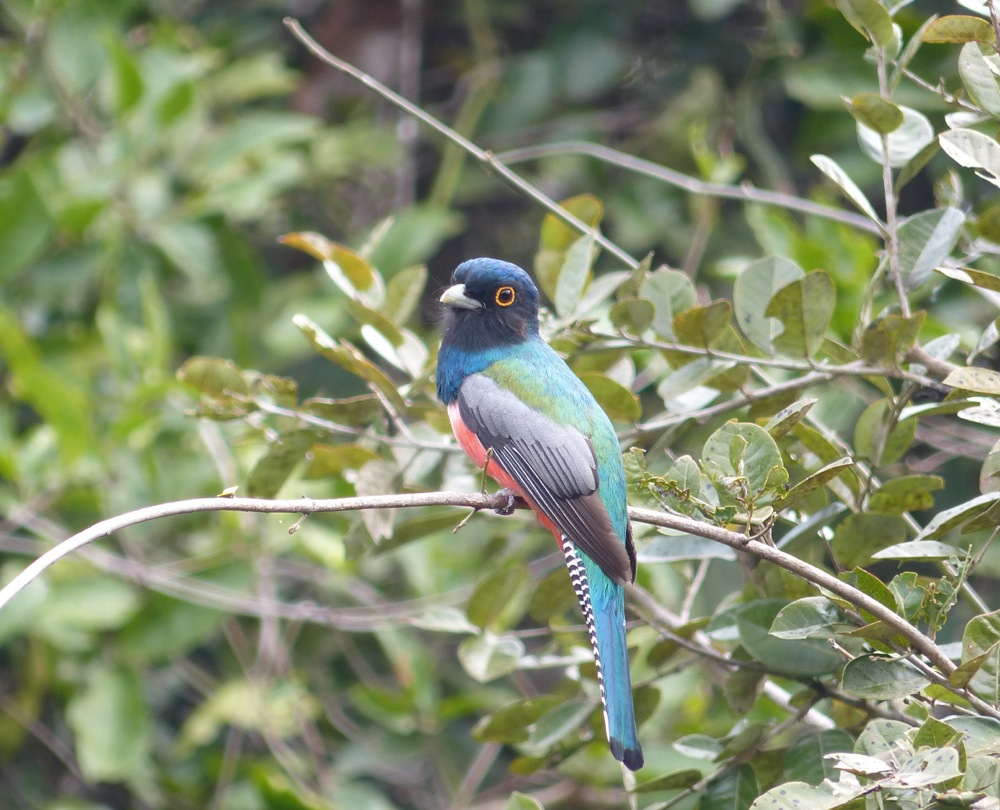 Birdlife in the Pantanal